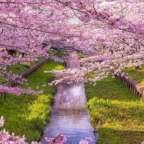 tenture japonaise cerisier bord de rive Meguro Gawa