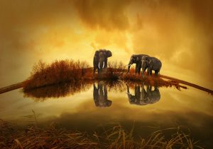 elephant spiritualite